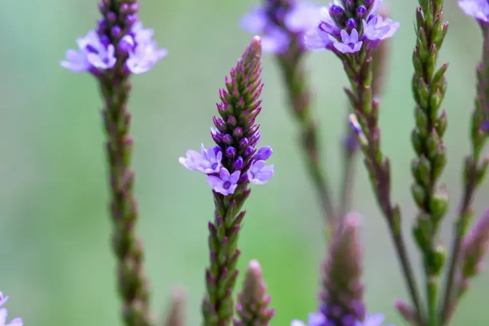 Verbena šípovitá neboli sporýš šípovitý (Verbena hastata) 