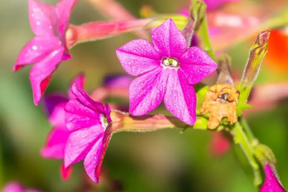 Tabák křídlatý (Nicotiana alata) 