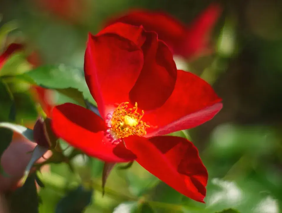 Růže převislá (Rosa pendolina) 