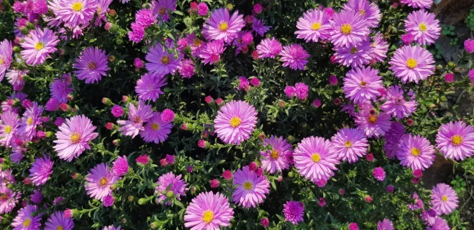 Červnové výsevy květin