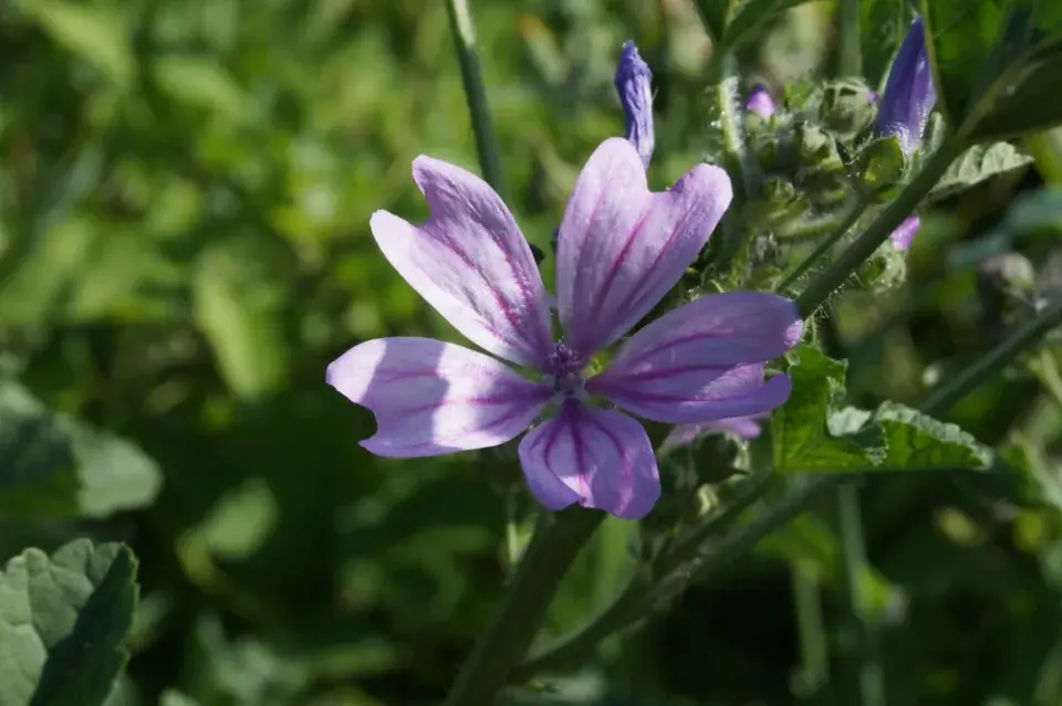 Červnové výsevy květin