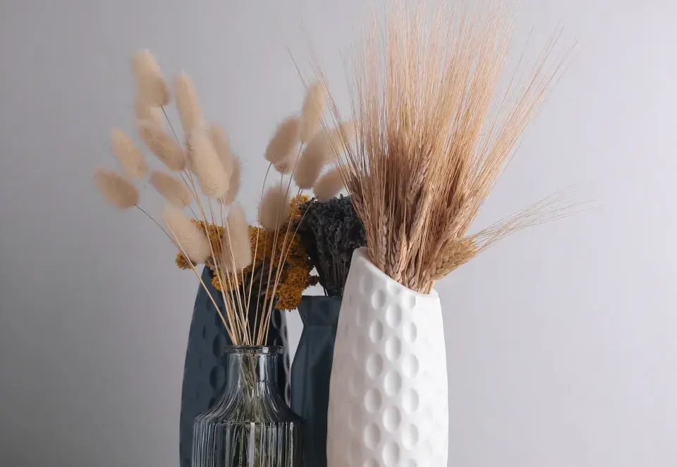 Zaječí ocásek (Lagurus ovatus)