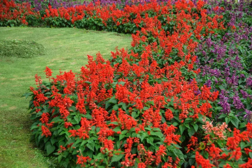 Šalvěj zářivá (Salvia splendens) 