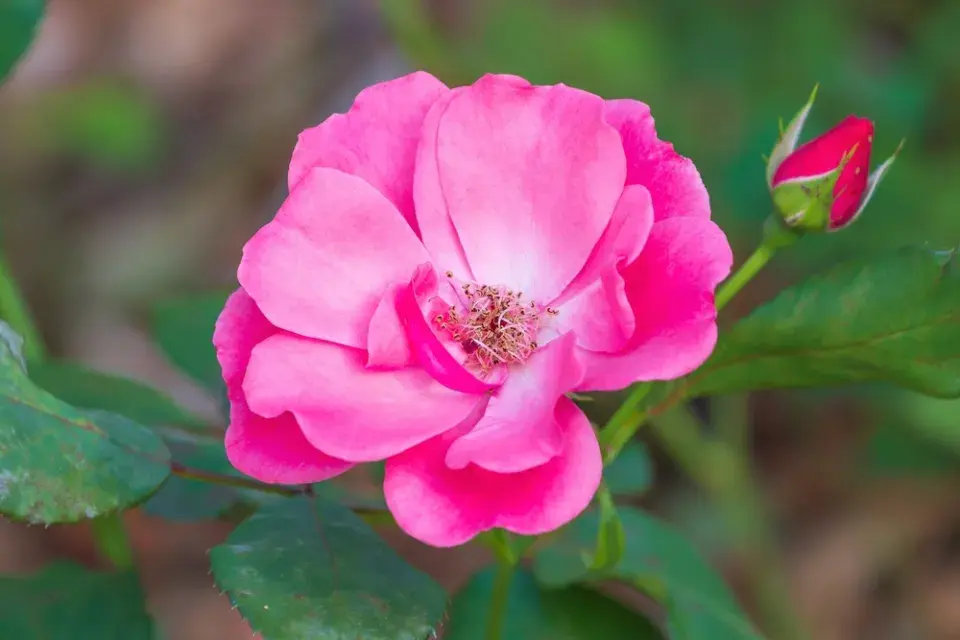 Růže převislá (Rosa pendolina) 