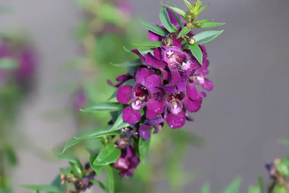 Angelonie úzkolistá (Angelonia angustifolia) 