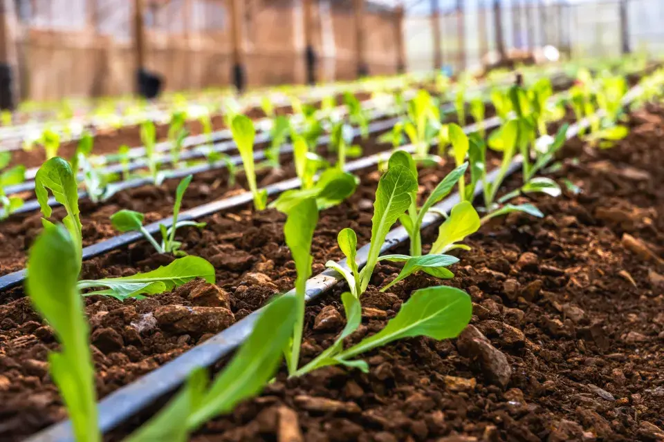 Kapénková závlaha