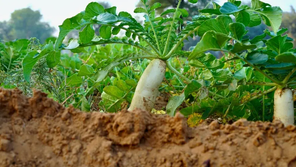 Daikon neboli ředkev setá bílá