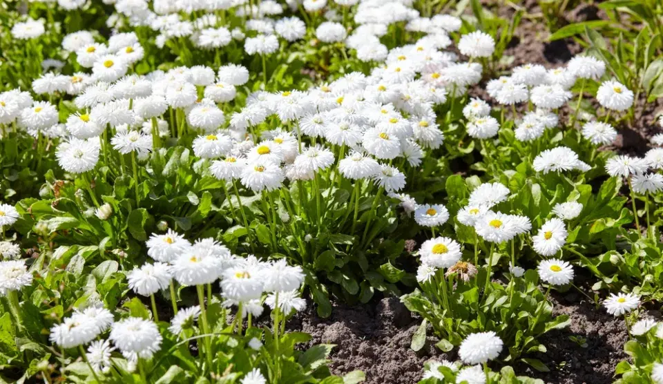 Červnové výsevy květin