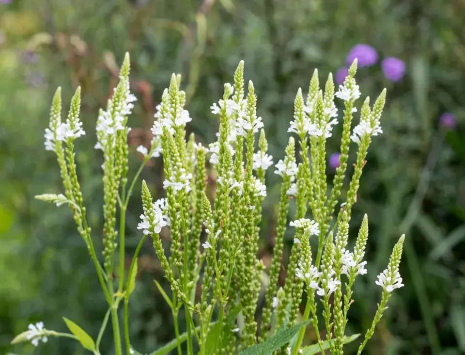 Verbena šípovitá neboli sporýš šípovitý (Verbena hastata) 