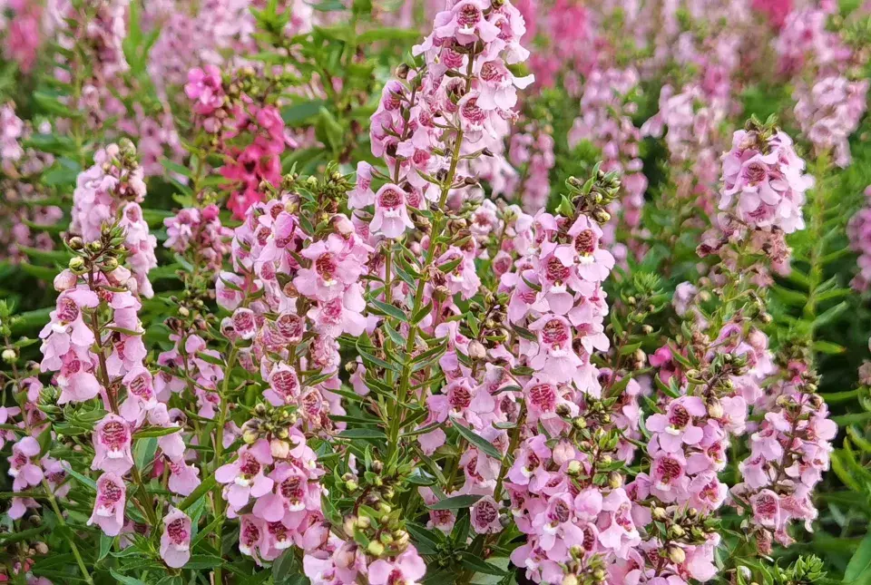 Angelonie úzkolistá (Angelonia angustifolia) 