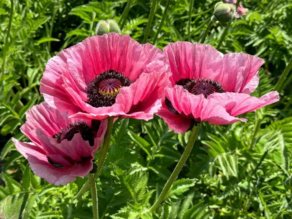 Péče o květinovou zahradu v červnu