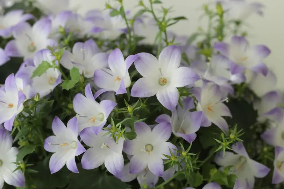 Péče o květinovou zahradu v červnu