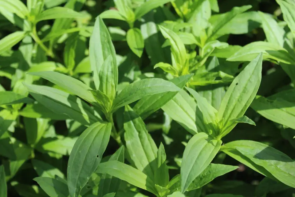 Mydlice lékařská (Saponaria officinalis)
