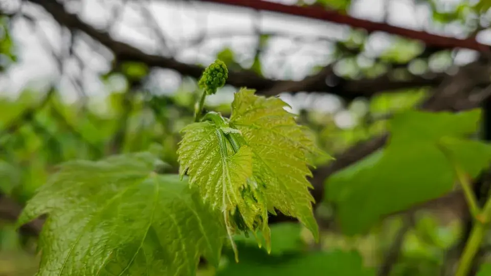 Péče o vinnou révu v červnu