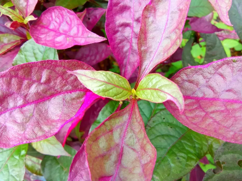 Plevuňka brazilská