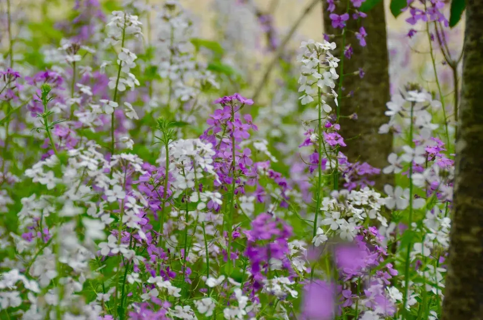 Večernice vonná (Hesperis matronalis) 