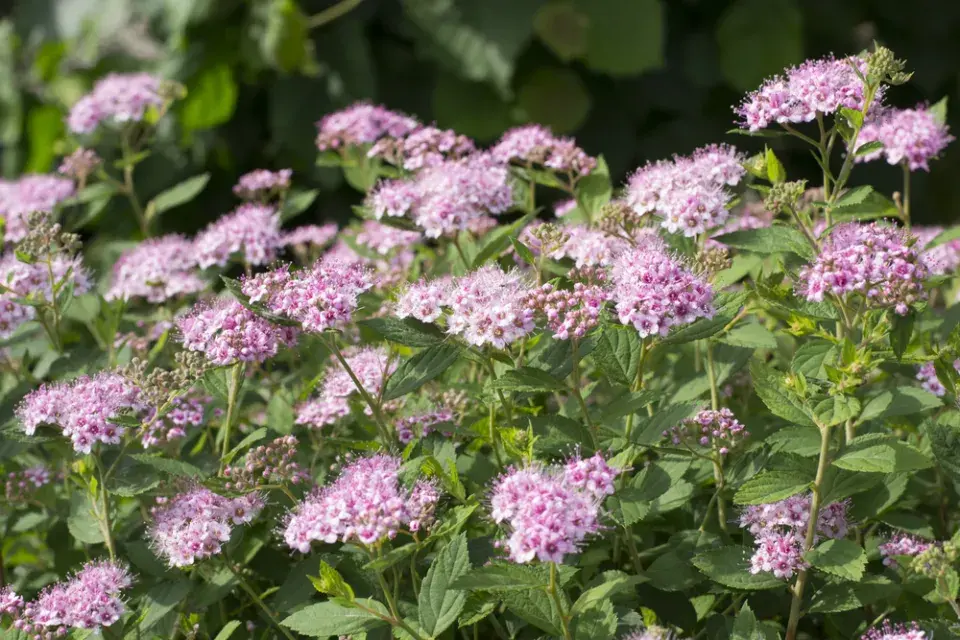 Tavolník břízolistý (Spiraea betulifolia)
