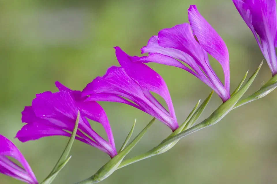 Mečík střechovitý (Gladiolus imbricatus L.)