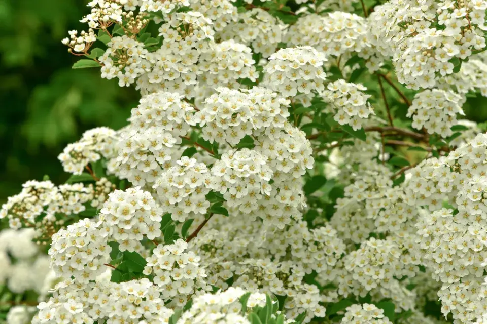 Tavolník břízolistý (Spiraea betulifolia)