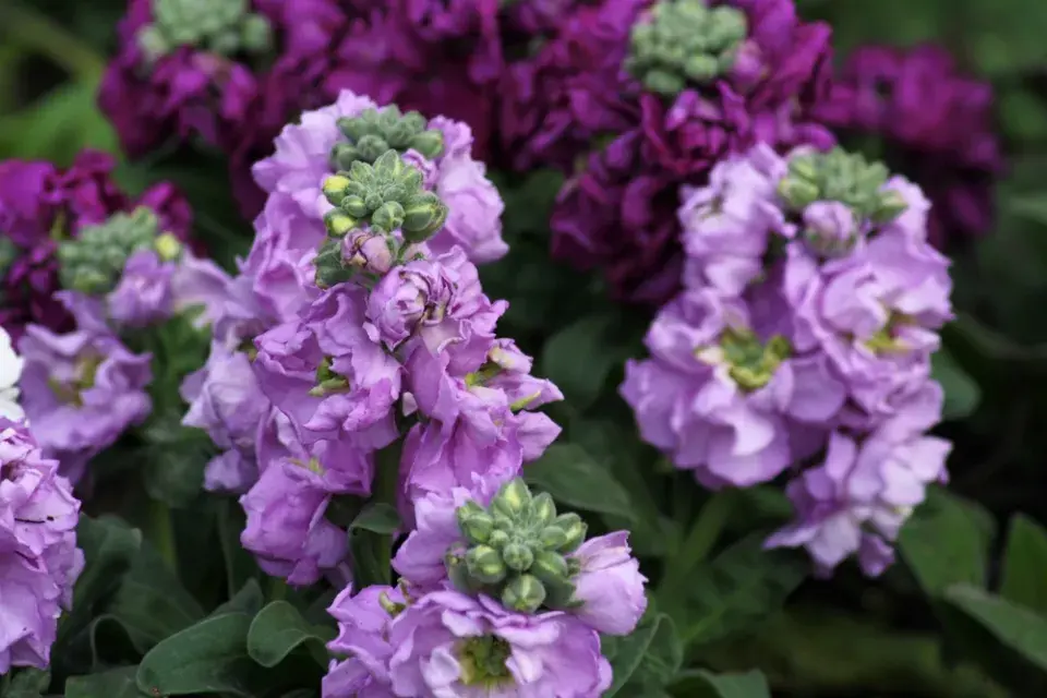 Fiala letní, fiala šedivá (Matthiola incana) 