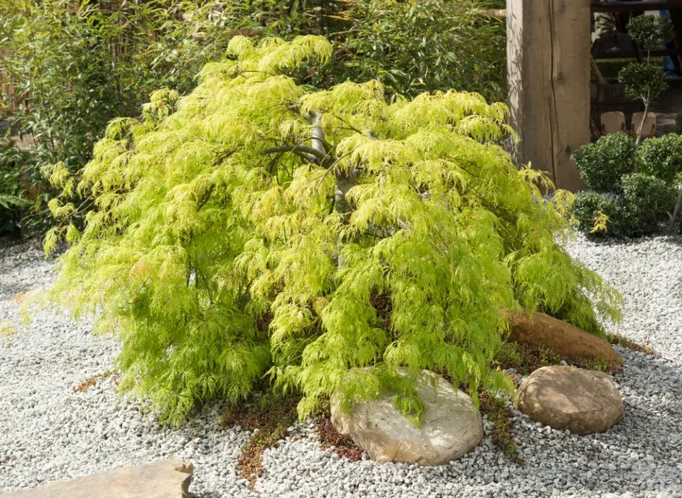 Acer palmatum ´Dissectum Viridis´