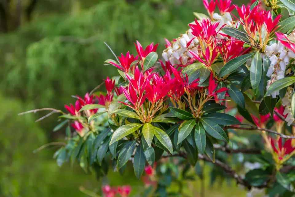 Pieris japonica ´Forest Flame´
