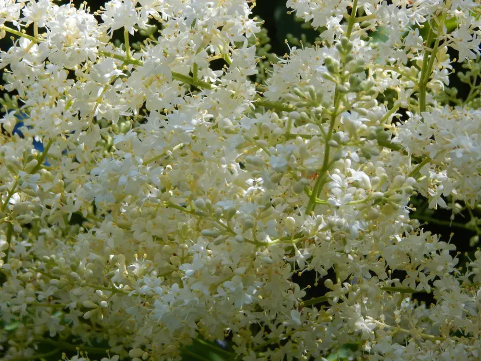 Šeřík japonský (Syringa reticulata) 