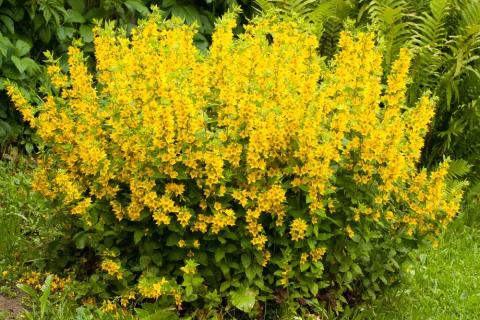 Vrbina tečkovaná (Lysimachia punctata)