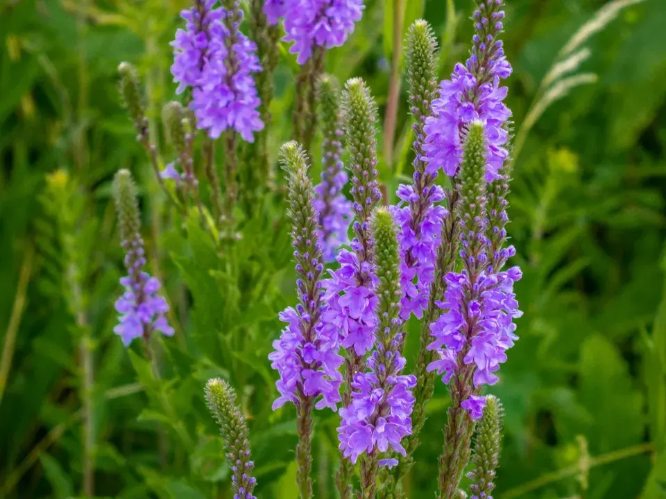 Verbena šípovitá neboli sporýš šípovitý (Verbena hastata) 