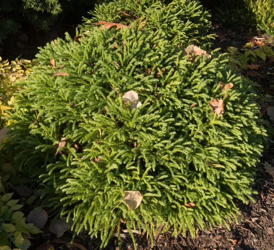 Kryptomérie japonská