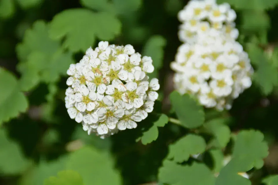 Tavolník břízolistý (Spiraea betulifolia)