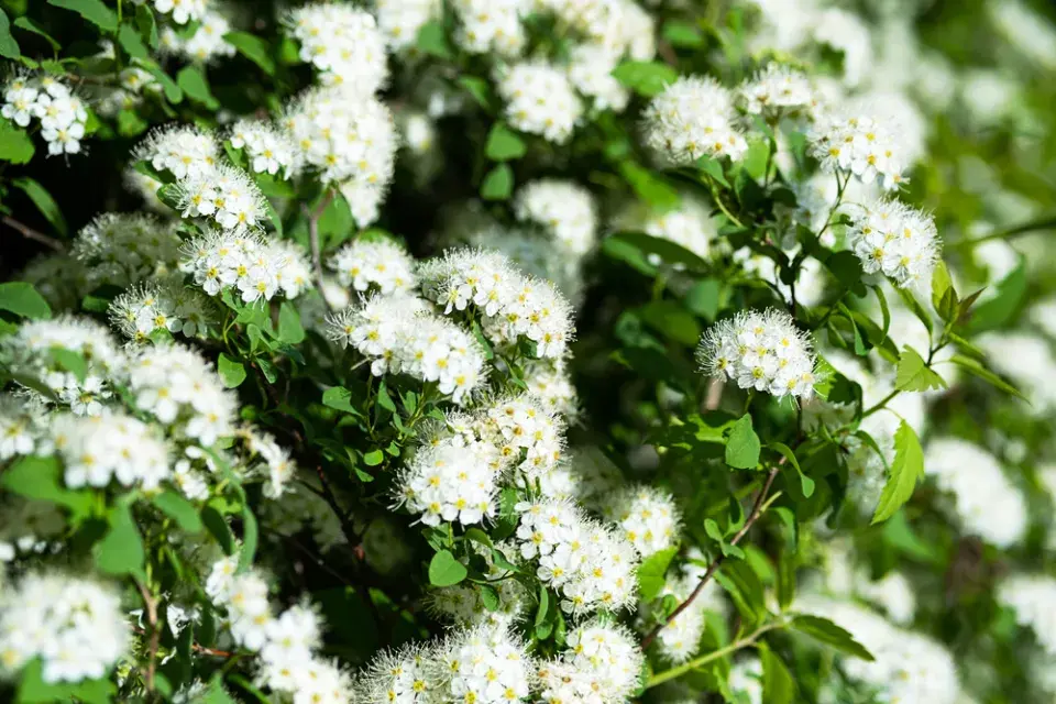 Tavolník břízolistý (Spiraea betulifolia)