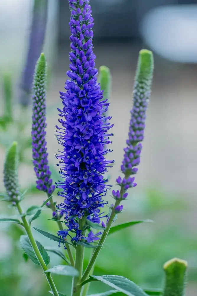 Rozrazil klasnatý (Veronica spicata) 