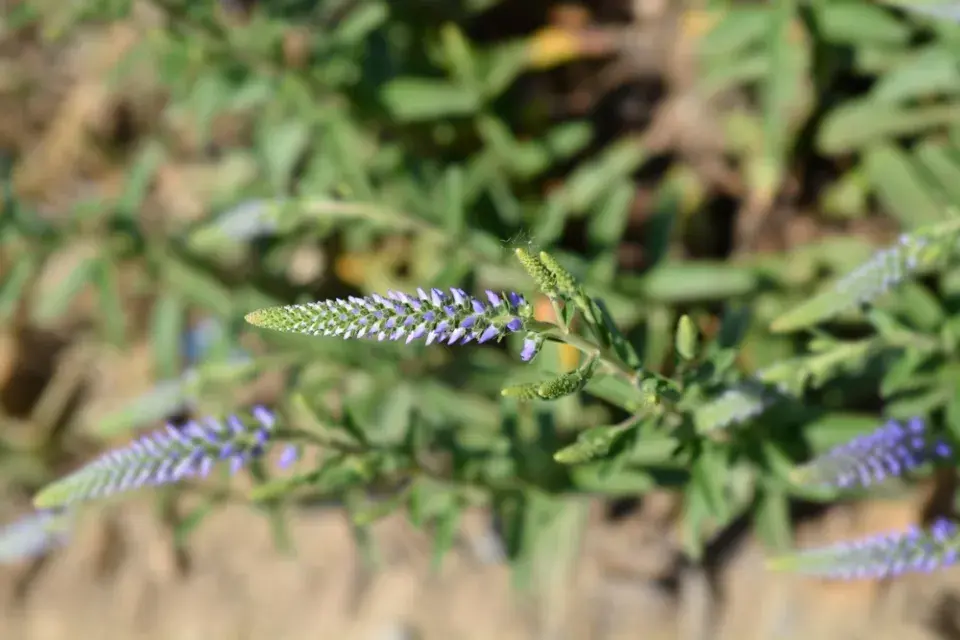 Rozrazil klasnatý (Veronica spicata) 