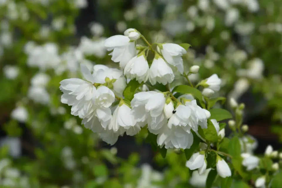 Pustoryl věncový (Philadelphus coronarius) 