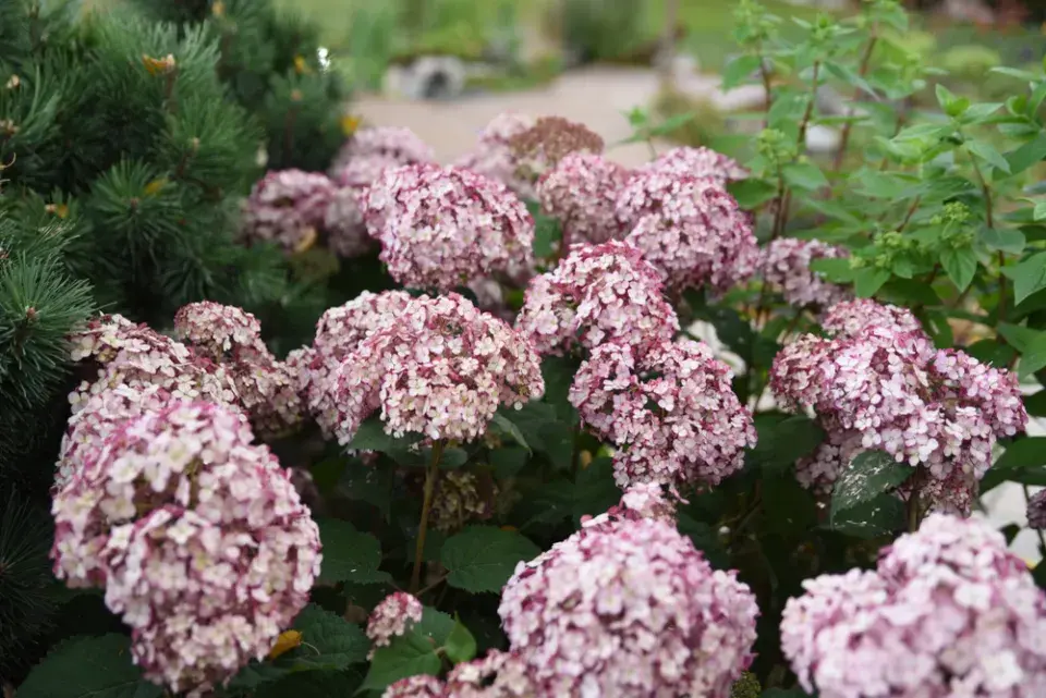 Hortenzie stromečkovitá (Hydrangea arborescens) 