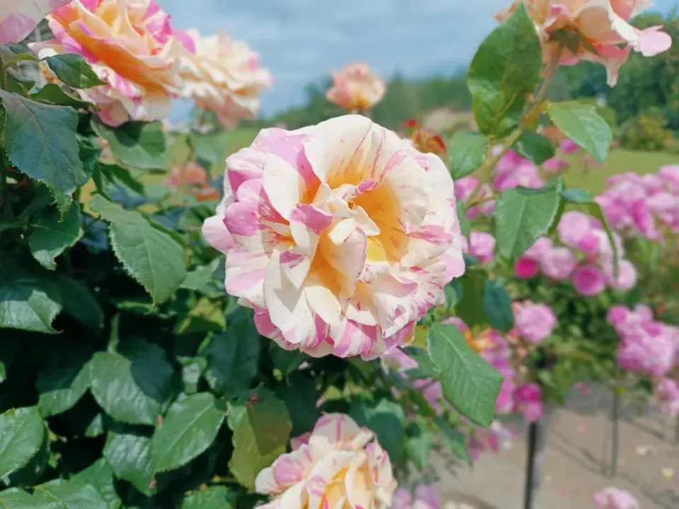 Růže spp stromková 