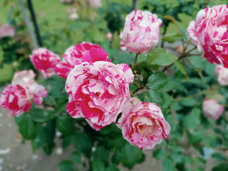 Růže Diana, princess of Wales