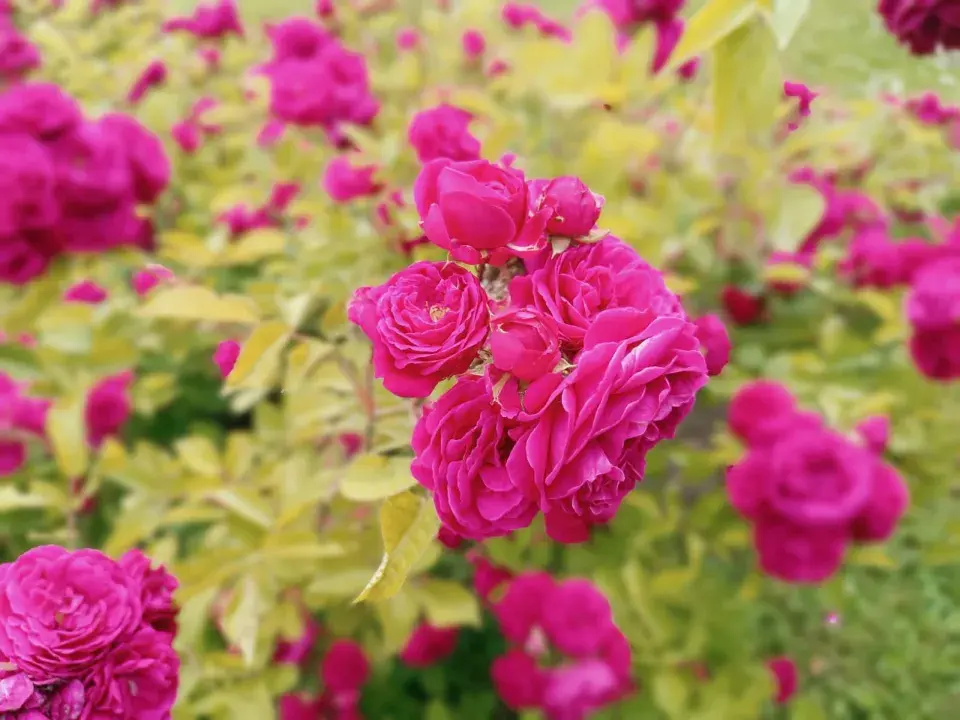 Sytě růžové růže 