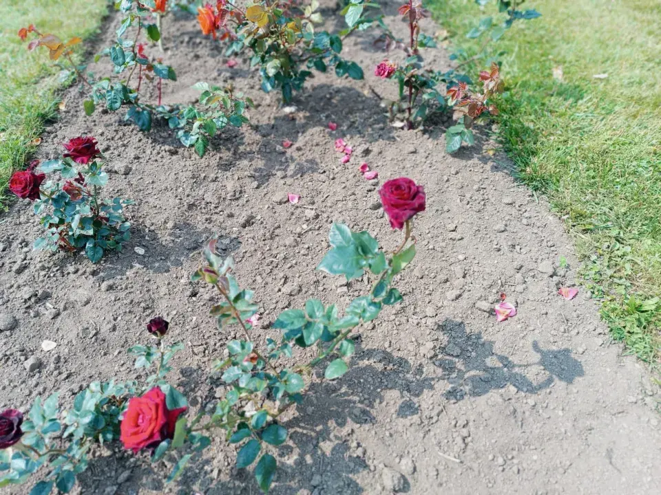 Růže Black Baccara 