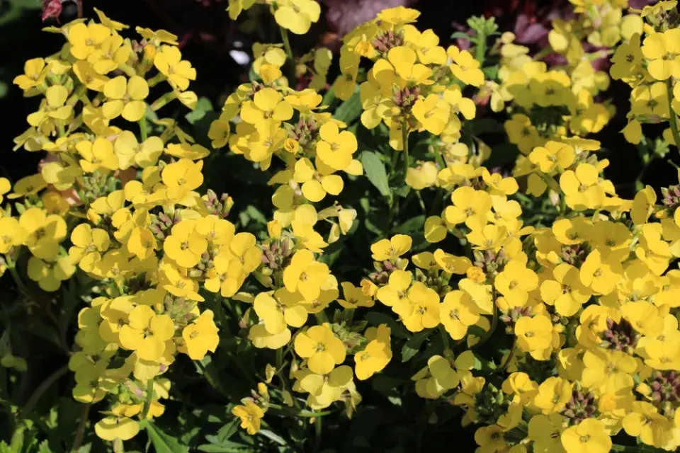 Chejr vonný (Cheiranthus cheiri)