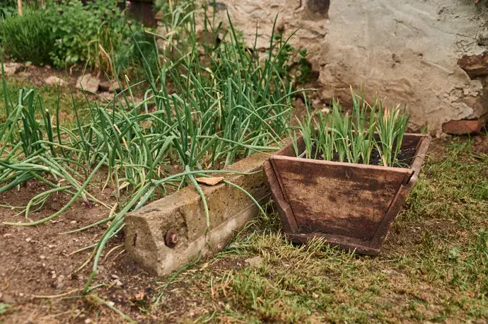 Bylinková zahrádka