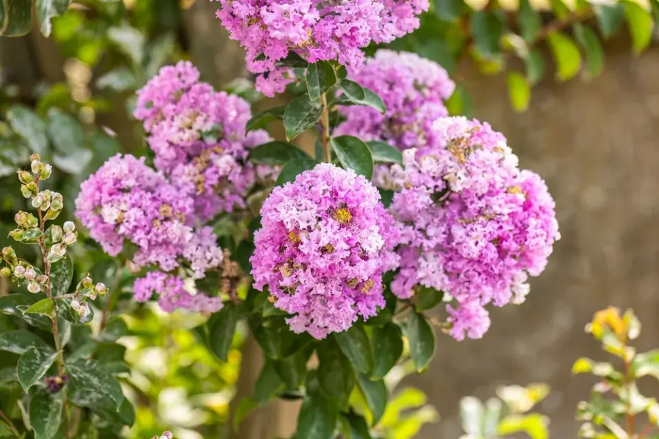 Pukol indický (Lagerstroemia indica) 