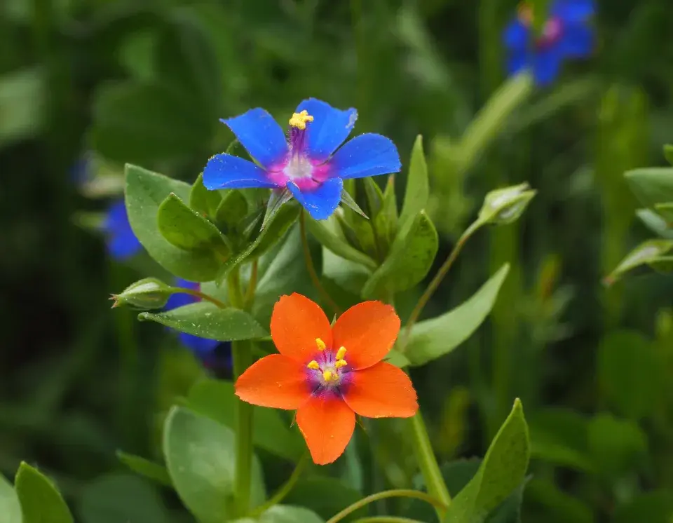 Drchnička rolní (Anagallis arvensis)