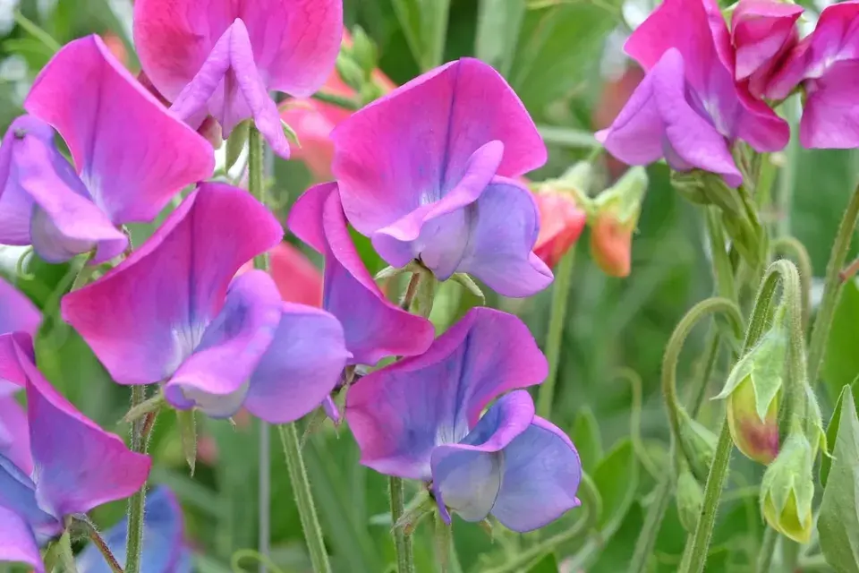 Hrachor vonný (Lathyrus odoratus) 