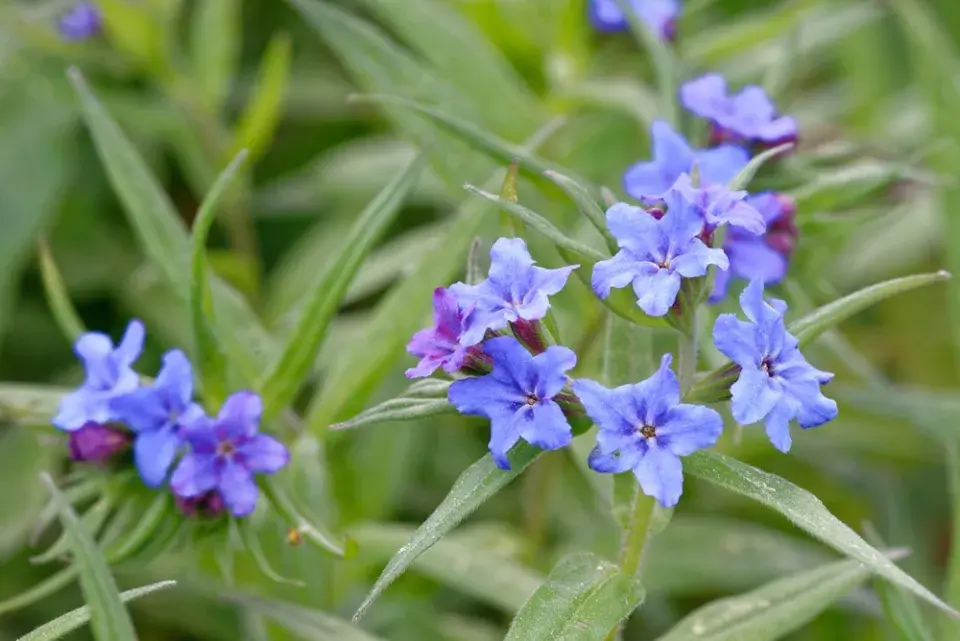 půdopokryvné trvalky