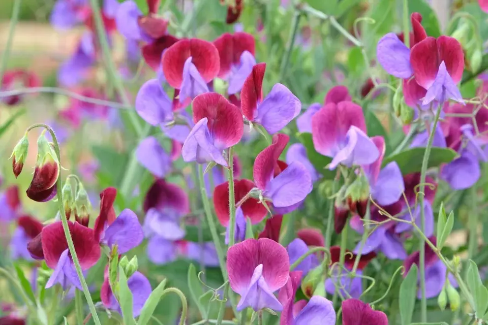 Hrachor vonný (Lathyrus odoratus) 