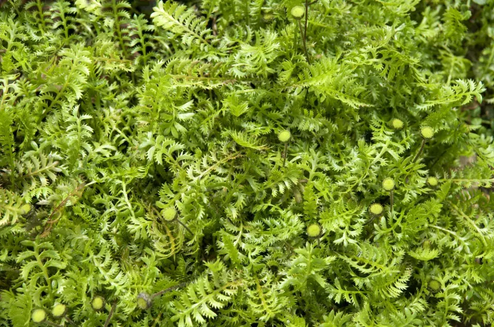 půdopokryvné trvalky