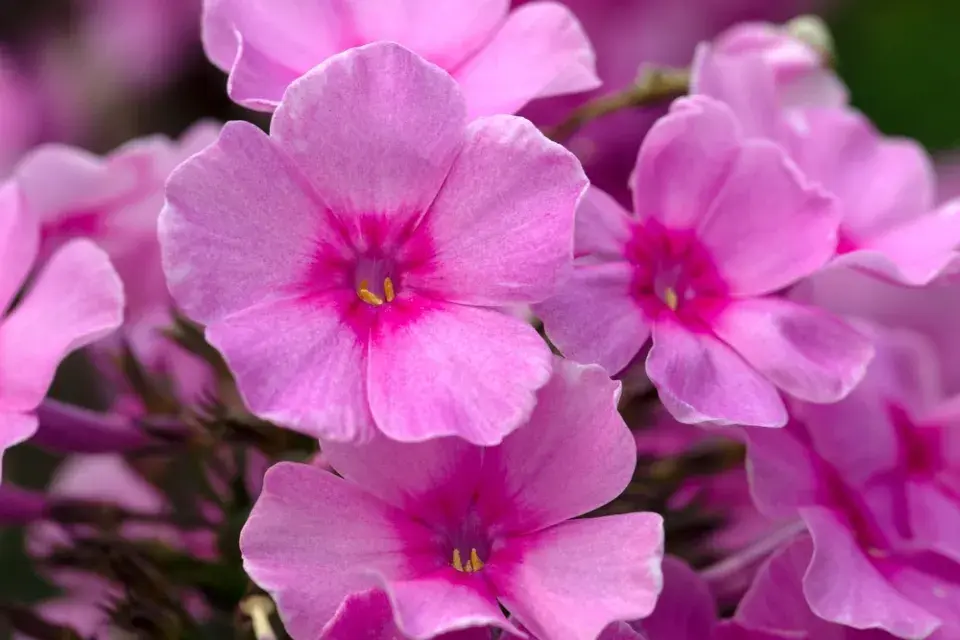 plamenka latnatá, flox