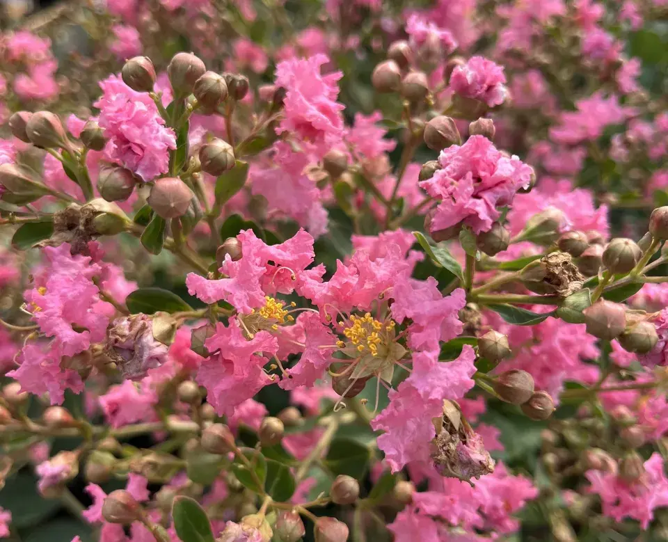 Pukol indický (Lagerstroemia indica) 